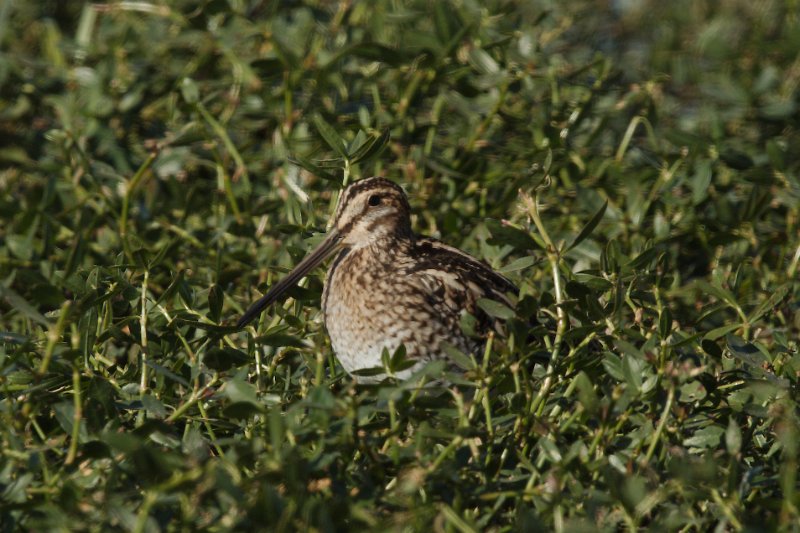 Wilson's Snipe 2012-11-17_1.jpg